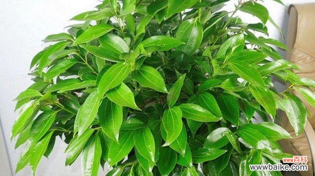 寓意平安幸福的百合花 以百合花为象征的平安花语