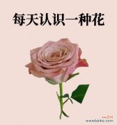 探索白兰花的独特花语，揭开神秘的面纱 神秘冷漠的花语——白兰花的诡谲语言