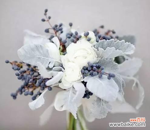 揭秘地奥铁兰的花语及其魅力 以地奥铁兰花语为主题的神奇传说