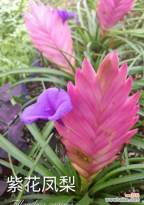 揭秘地奥铁兰的花语及其魅力 以地奥铁兰花语为主题的神奇传说