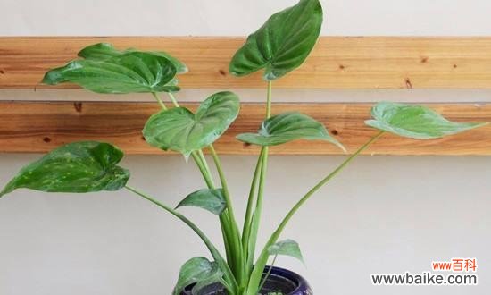 探寻滴水观音植物的象征与内涵 滴水观音植物的寓意与美丽