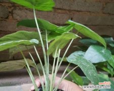 探寻滴水观音植物的象征与内涵 滴水观音植物的寓意与美丽