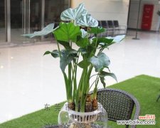 花开如梦 滴水观音花语——生命的喜悦与坚韧