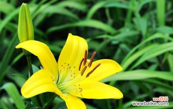 探索吊竹兰花语所蕴含的内涵与象征 吊竹兰花语的深刻寓意