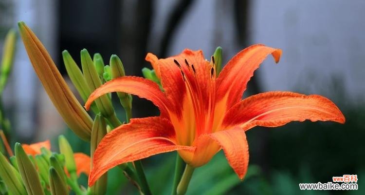 吊竹兰花语及其象征意义的探究 吊竹兰