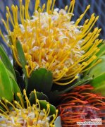 吊竹兰花语及其象征意义的探究 吊竹兰