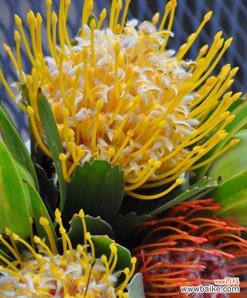 吊竹兰花语及其象征意义的探究 吊竹兰