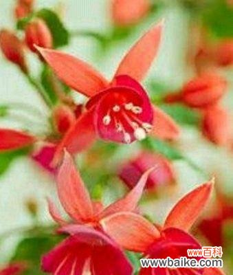 以花语传递的真爱与温柔 吊钟海棠花语——唤醒深沉的爱之心