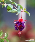 以花语传递的真爱与温柔 吊钟海棠花语——唤醒深沉的爱之心