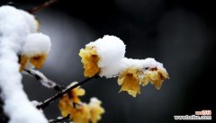 寒冷中的坚韧与美丽 冬天中的梅花奇迹