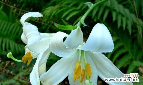 探索蝶花百合花语的起源和传承 蝶花百合花语的深刻含义