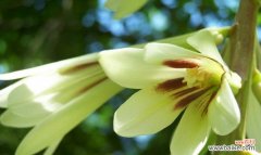 探索蝶花百合花语的起源和传承 蝶花百合花语的深刻含义