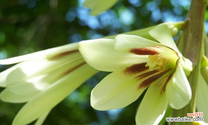探索蝶花百合花语的起源和传承 蝶花百合花语的深刻含义