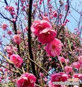 冬天梅花的美丽与坚韧 冬天梅花的特点