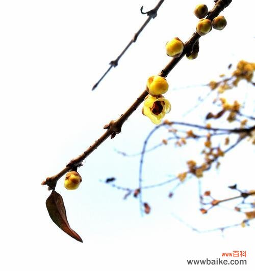 冬天梅花的特点与魅力 冬天梅花的神秘之美