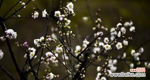 冬天梅花的特点与魅力 冬天梅花的神秘之美
