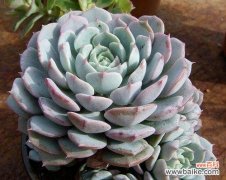 揭秘多肉荷花的神秘语言 探索多肉荷花的花语之美