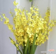 解读兰花语的意义与传承 探寻兰花语的深意