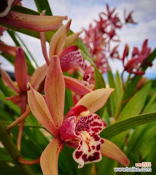 解读兰花语的意义与传承 探寻兰花语的深意