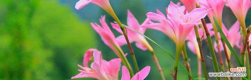 解读兰花语的意义与传承 探寻兰花语的深意