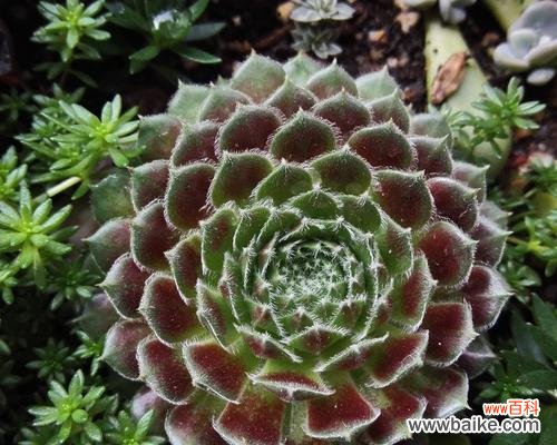 浪漫 多肉紫牡丹花语