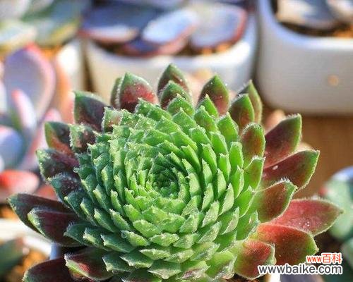 浪漫 多肉紫牡丹花语