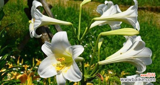 康乃馨的花语传递平安喜乐 以康乃馨的花语为主题的文章