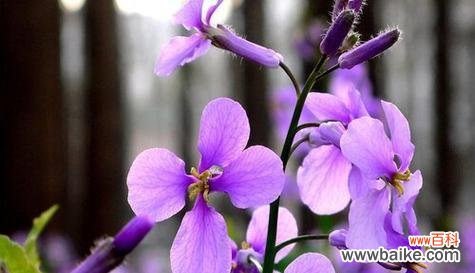 花开寻常处 平凡之花——关于菊花的花语