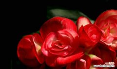 花开寻常处 平凡之花——关于菊花的花语