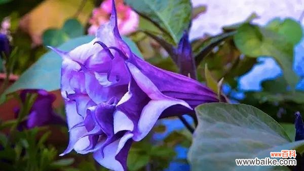 以蓝色风信子为例 花语欺骗——揭示花朵中的谎言