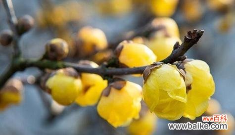 一朵花 破镜重圆,重获爱的花语