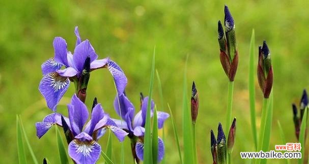 芬芳希望绽放的康乃馨 期待之花