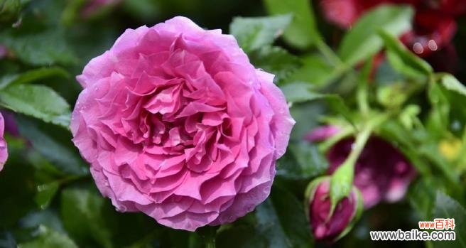 解读爱情花语 期待爱情的花语——寓意与象征