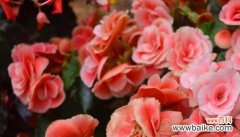 揭开花语中的虚假之爱 花语中的欺骗的爱