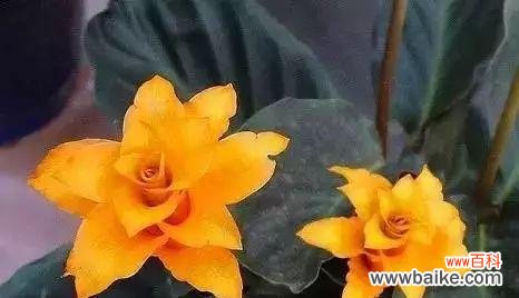 通过百合花语诠释奇迹背后的力量与意义 以百合花的花语为主题,探索奇迹的力量