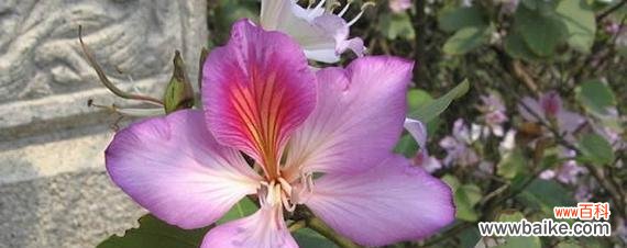 通过百合花语诠释奇迹背后的力量与意义 以百合花的花语为主题,探索奇迹的力量