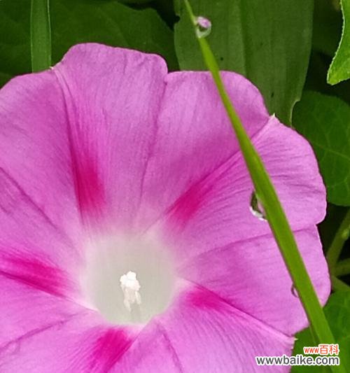 用勿忘我表达深深的思念 牵挂之花——勿忘我