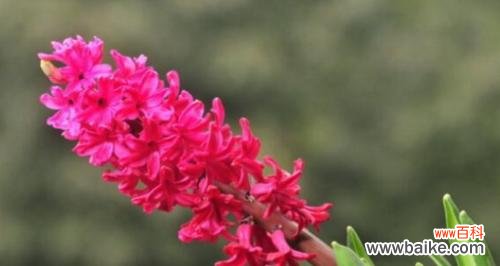 用勿忘我表达深深的思念 牵挂之花——勿忘我