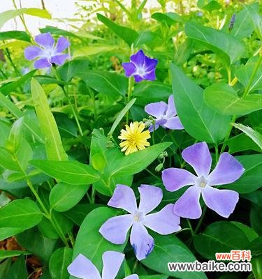 唤醒青春力量的阳光之花 青春活力之花