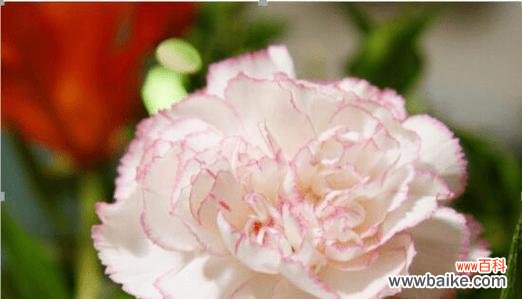 向心之花 请爱我吧——以玫瑰花为主题的花语文章