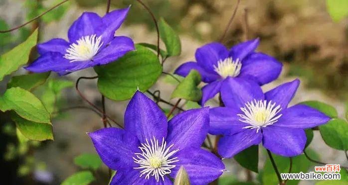 以百合花传达真诚的道歉之意 《向对方请求原谅的花语》