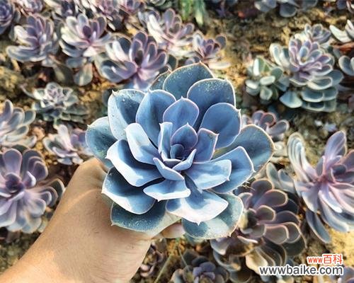 探索多肉紫丁香的花语与象征 多肉紫丁香花语