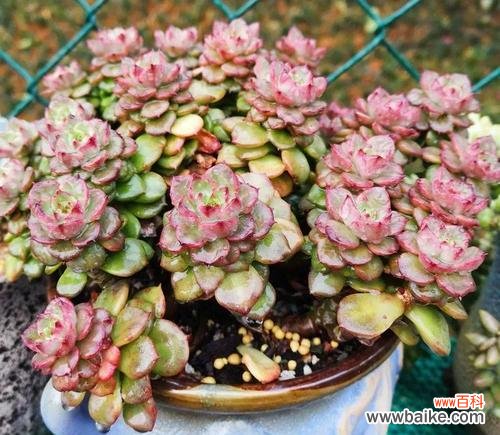 探索多肉紫丁香的花语与象征 多肉紫丁香花语