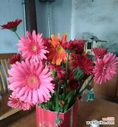 揭秘非洲菊花语与风水传说 非洲菊花的神奇力量