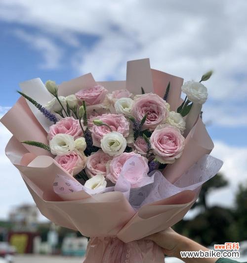 探索粉红雪山玫瑰的花语与魅力 粉红雪山玫瑰花语