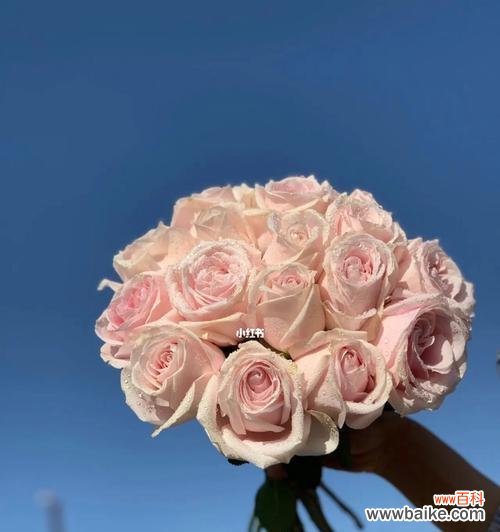 探索粉红雪山玫瑰的花语与魅力 粉红雪山玫瑰花语