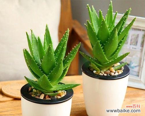 探寻多肉芦荟的神秘花语 多肉芦荟的花语