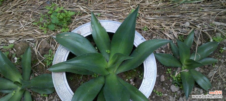 探寻多肉芦荟的神秘花语 多肉芦荟的花语