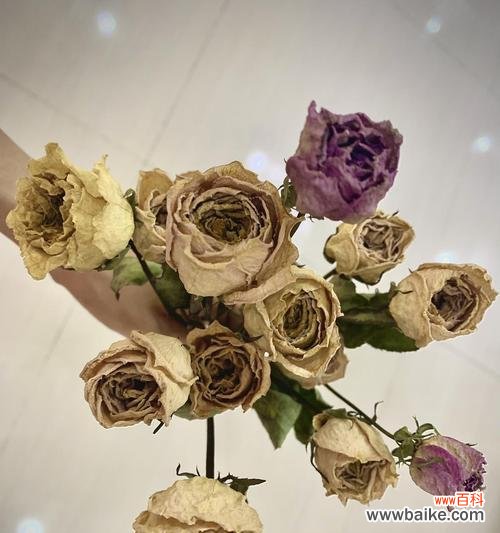 探秘多头玫瑰九星蓝狐的神秘语言 多头玫瑰九星蓝狐花语