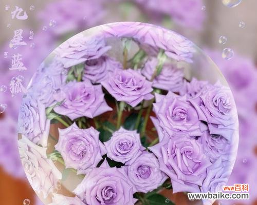 探秘多头玫瑰九星蓝狐的神秘语言 多头玫瑰九星蓝狐花语